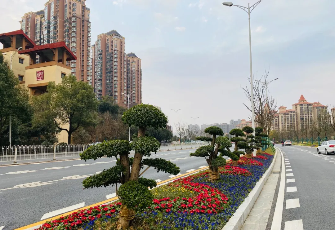 金星路非分車帶、瀟湘大道湘岳北路口花化彩化時令鮮花采購項目